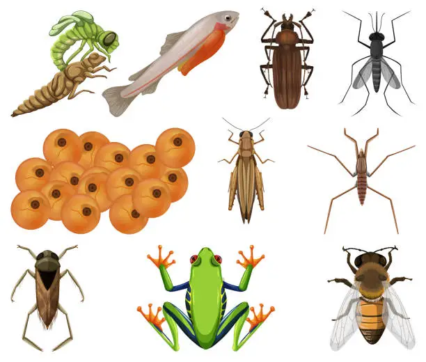 Vector illustration of Different kinds of insects and animals on white background