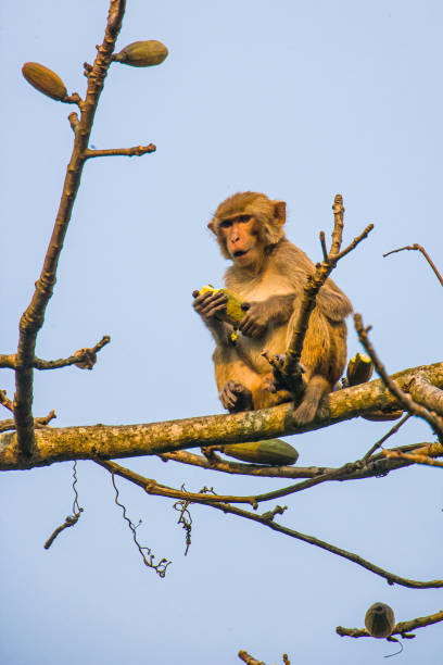 Young Assamese Macaque plays around in the jungle trees of Kaziranga National Park, India stock photo