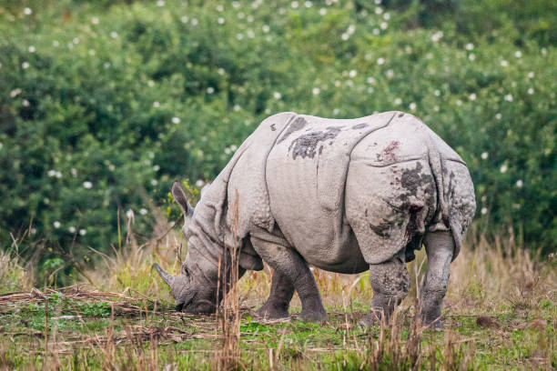Greater one-horned Rhino in the elephant grass in Kaziranga, India stock photo