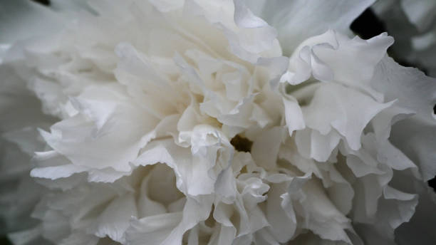 istock A blooming peony (Moutan) with white petals and yellow stamens. 1392257654