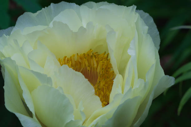 A blooming peony (Moutan) with white petals and yellow stamens. Spring flower season, Sun-Link-Sea Forest and Nature Resort, Nantou County, Taiwan.