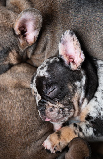 French Bulldog puppies sleeping in a crate