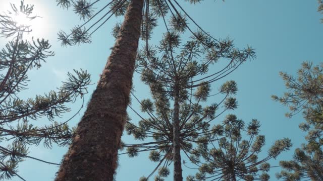 araucaria pine branches against sky