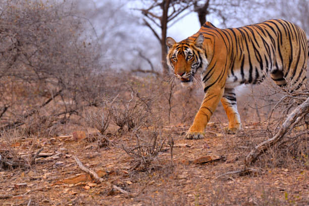 istock Bengal Tiger at Ranthambore National Park 1392260063