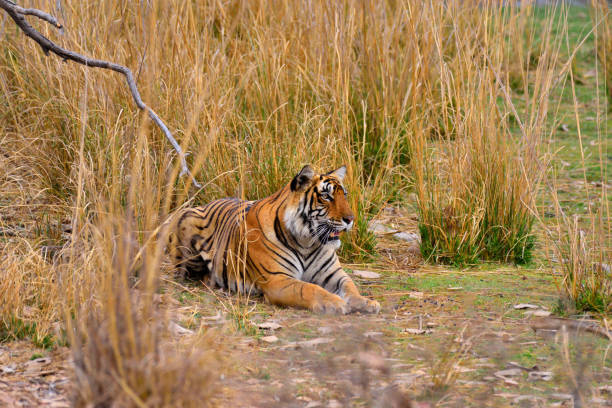 istock Bengal Tiger at Ranthambore National Park 1392260097