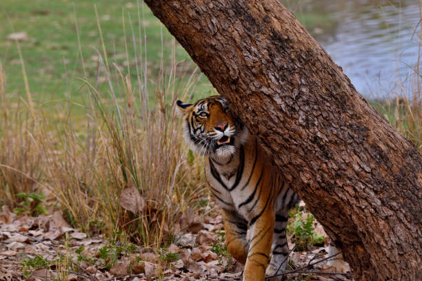 istock Bengal Tiger at Ranthambore National Park 1392260162