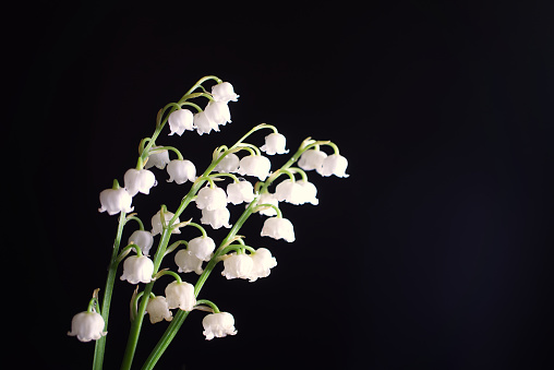 White Lily of the valley, Convallaria majalis plant in close up over black background