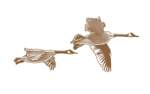 Scratchboard illustration of Canada Geee flying in V-Formation