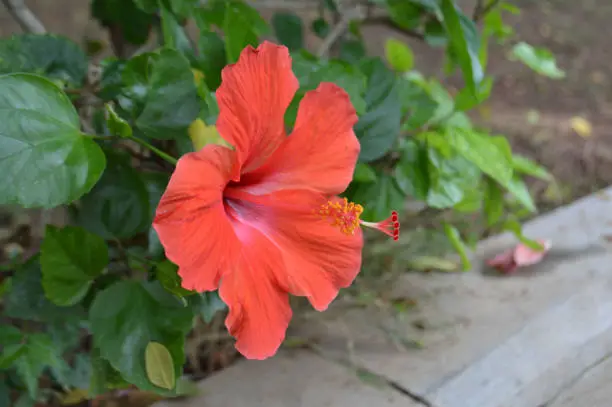 Close Up Full Blooming Red Hibiscus Flower In The Garden