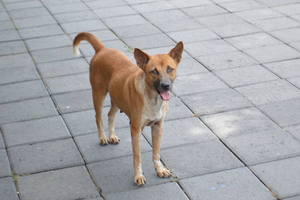 istock Brown Local Dog Walking On On The Courtyard Floor 1392261120