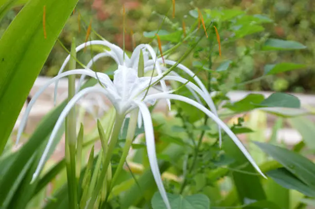 Close Up View Fresh White Flower Of Beach Spider Lily Or Hymenocallis Littoralis In The Garden
