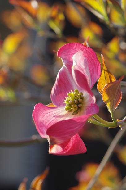 istock Dogwood flowers 1392261152