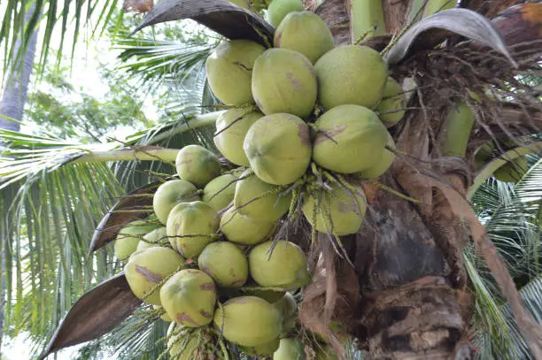 Fruitful Still Young From A Healthy Coconut Tree In The Garden