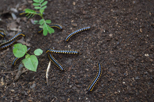 istock High Angle View Many Keluwing Or Spirostreptus Caterpillars On Wet Soil 1392261174