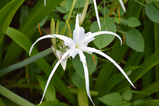 High Angle View White Beach Spider Lily Or Hymenocallis Littoralis Flower Blooming In The Garden