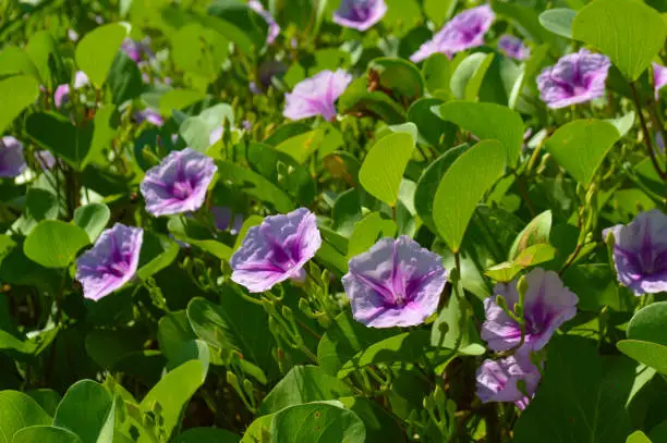 High Angle View Purple Flower Plants Of beach Morning Glory Flowers Or Bayhops On A Sunny Day
