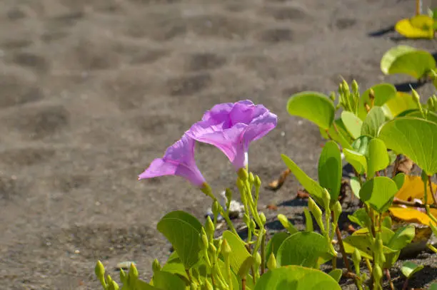 Sweet Blooming Flowers Of Beach Morning Glory Flowers Or Bayhops Plants Growing On The Beach Sand
