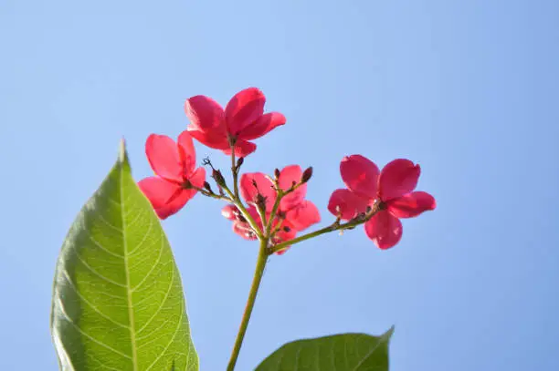 Sweet Blooming Red Tiny Flowers Of Peregrina Or Spicy Jatropha Or Jatropha Integerrima On Blue Sky