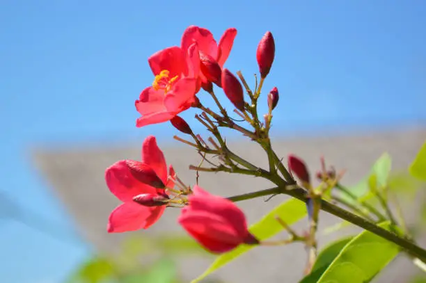 Close Up Sweet Red Tiny Flowers Of Peregrina Or Spicy Jatropha Or Jatropha Integerrima