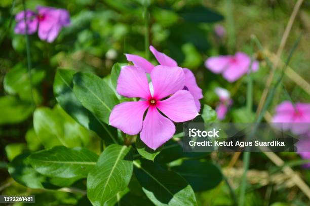 Close Up View Sweet Red Flowers Of Bright Eyes Or Cape Periwinkle Or Catharanthus Roseus Plant Stock Photo - Download Image Now