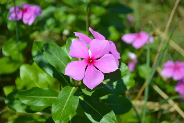 Close Up View Sweet Red Flowers Of Bright Eyes Or Cape Periwinkle Or Catharanthus Roseus Plant