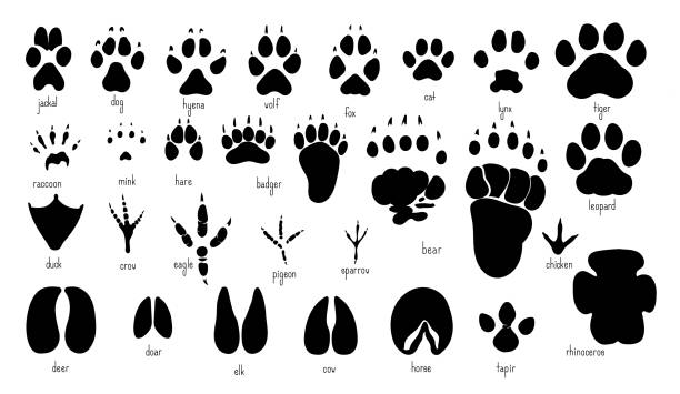 следы животных разнообразные отпечатки лап животных. - animal track stock illustrations