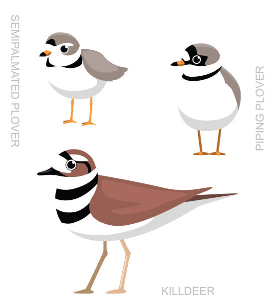 niedliche vogel regenpfeifer killdeer set cartoon vektor - charadrius stock-grafiken, -clipart, -cartoons und -symbole