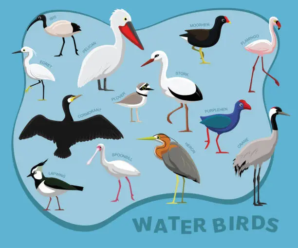 Vector illustration of Cute Bird Water Set Cartoon Vector