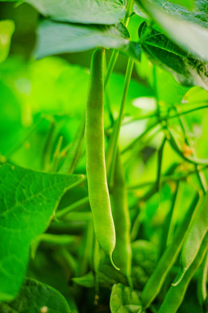 französische bohne. grüne bohnenbüsche in der sonne im garten. bohnenpflanzen. gesunde ernährung. pflanzliche proteinquelle. - feuerbohne stock-fotos und bilder