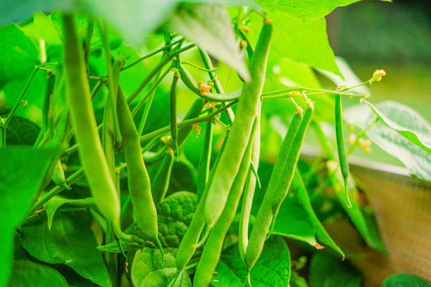 feijão-de-barba verde arbustos ao sol no jardim. plantas de feijão. dieta saudável. fonte de proteína vegetal. proteína vegetal vegana e vegetariana - bush bean - fotografias e filmes do acervo