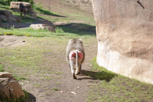 istock female Hamadryas baboon 1392264188