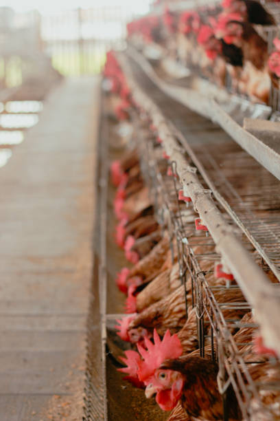 istock Factory Chicken egg production. Red chickens are seated in special cages. Linear perspective. Agribusiness company. 1392264506