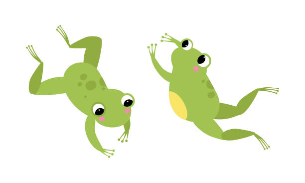 Ilustración de Lindo Pequeño Bebé Verde Rana Saltando Conjunto De Dibujos  Animados Ilustración Vectorial y más Vectores Libres de Derechos de Monada  - iStock