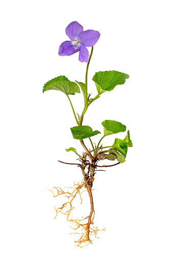 Whole blue violet plant with roots and flower isolated on white