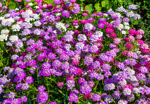 Brassicaceae iberis umbellata dwarf fairy mixed