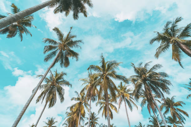 istock Tropical palm tree with blue sky and cloud abstract background. Summer vacation and nature travel adventure concept. 1392268613