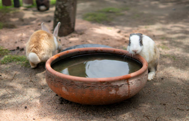 Two rabbits in zoo stock photo