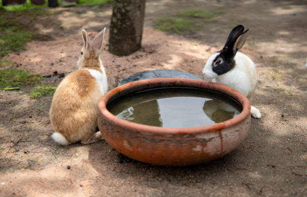Two rabbits in zoo stock photo