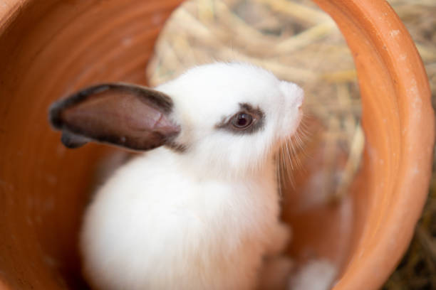 Rabbit life in Zoo stock photo