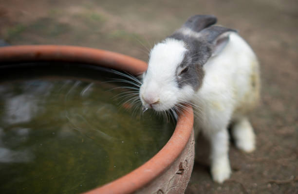 Rabbit life in Zoo stock photo