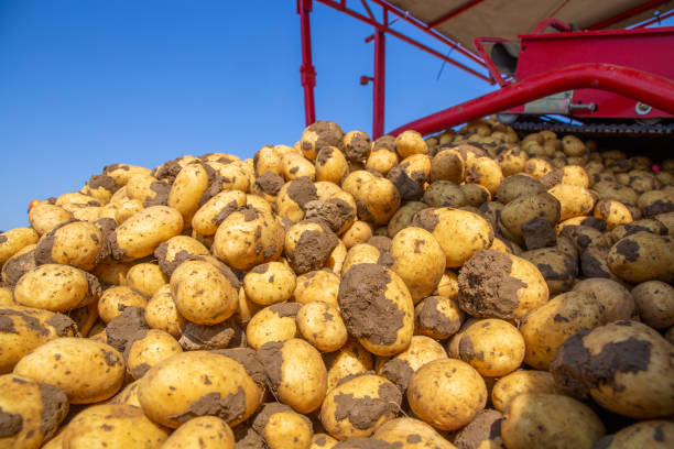 istock Agricultural potato harvest 1392270750