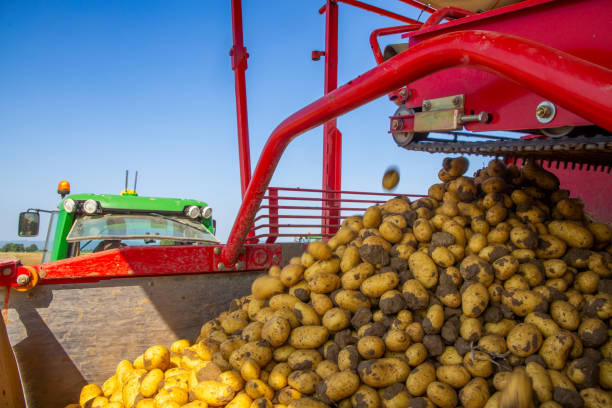 istock Agricultural potato harvest 1392270754