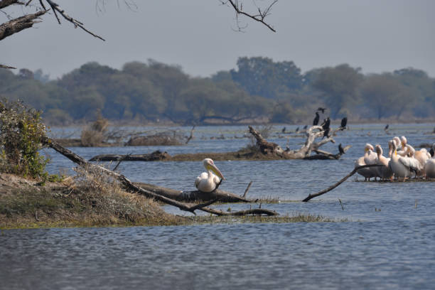 istock A flock of White Pelicans 1392271803