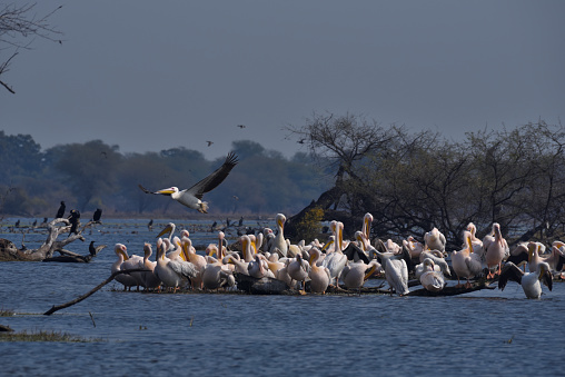 A flock of White Pelicans relaxes in shallow water  in Bharatpur, Keoladeo  National Park in Bharatpur ,Rajasthan
