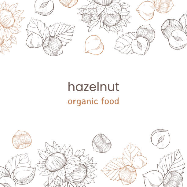 견과류와 잎, 과일과 커널이있는 헤이즐넛 웹 배너. 헤이즐넛으로 만든 프레임 패턴 상단과 하단, 유기농 제품 - hazelnut nut hazel tree tree stock illustrations