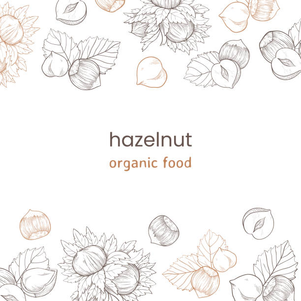 Hazelnut web banner with nuts and leaves, fruits and kernels. Frame pattern top and bottom made of hazelnuts, organic product Hazelnut web banner with nuts and leaves, fruits and kernels. Frame pattern top and bottom made of hazelnuts, organic product hazel tree stock illustrations