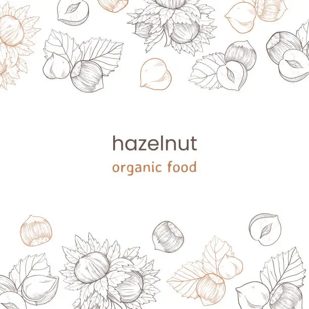 Vector illustration of Hazelnut web banner with nuts and leaves, fruits and kernels. Frame pattern top and bottom made of hazelnuts, organic product