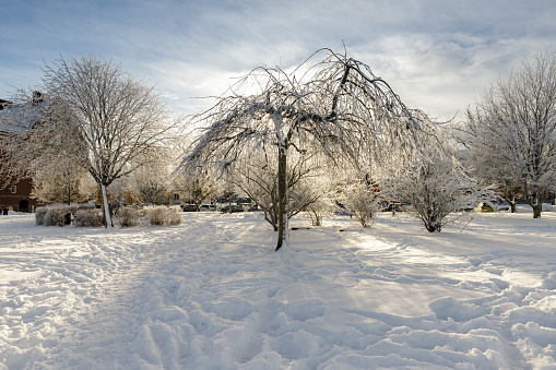 Winter in the city