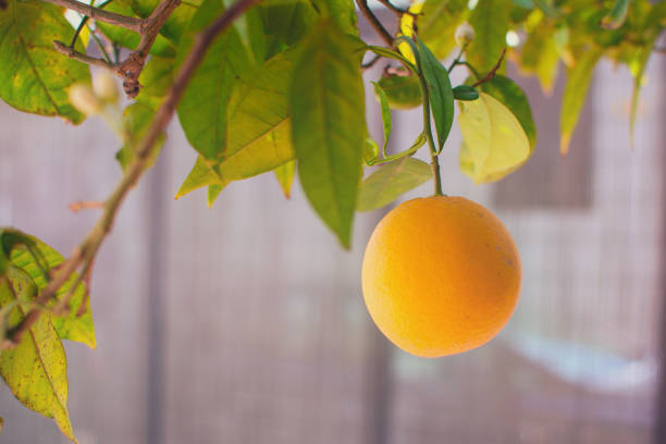 giardino con un bouquet di arancio, con un frutto arancione appeso alle foglie. - agriculture branch cut flowers citrus fruit foto e immagini stock