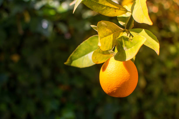 garten mit einem strauß orangenbaum, mit einer orangenfrucht, die an den blättern hängt. - agriculture branch cut flowers citrus fruit stock-fotos und bilder